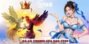 ĐÁ GÀ THOMO CỰA DAO TP88